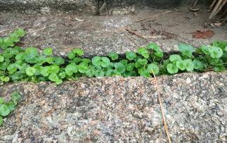 国产人人草  第2张